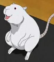 rat